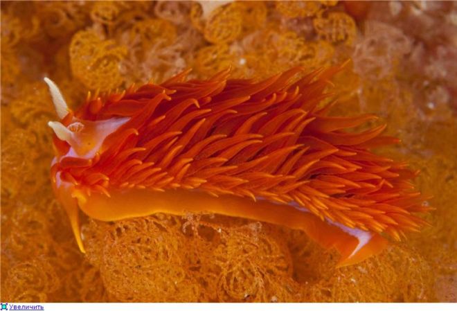 Wonderful Creatures Of The Underwater World