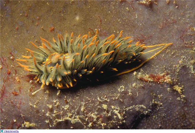 Wonderful Creatures Of The Underwater World