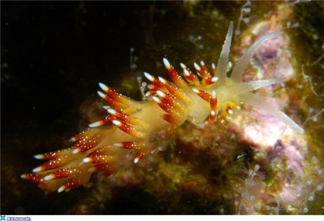 Wonderful Creatures Of The Underwater World