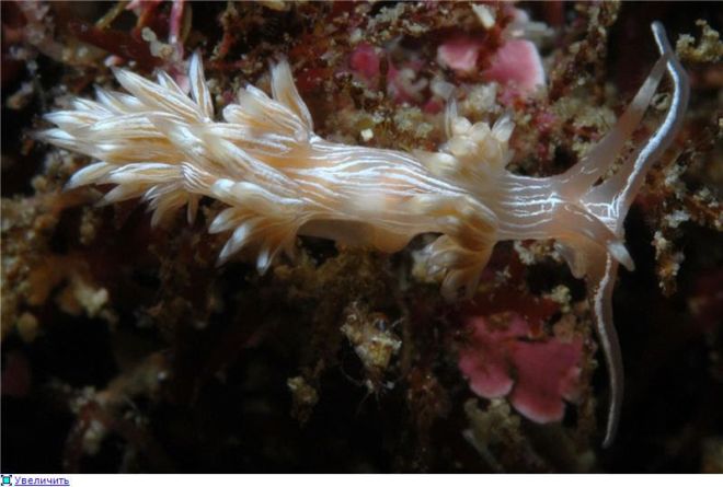 Wonderful Creatures Of The Underwater World