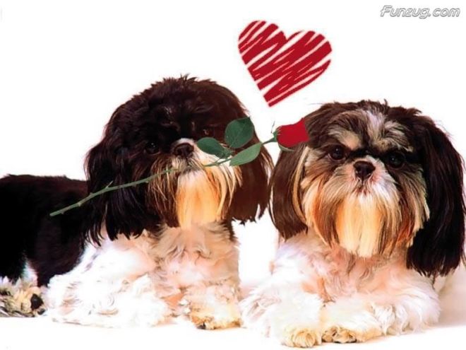 Click to Enlarge - Wallpapers for Romantic Hearts