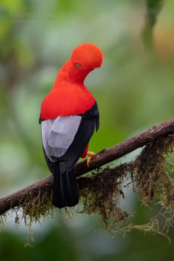 19 Most Beautiful Birds You've Never Seen Before