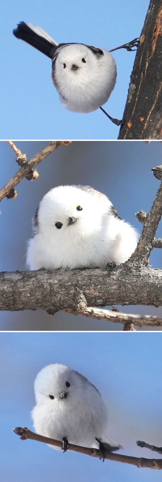 19 Most Beautiful Birds You've Never Seen Before