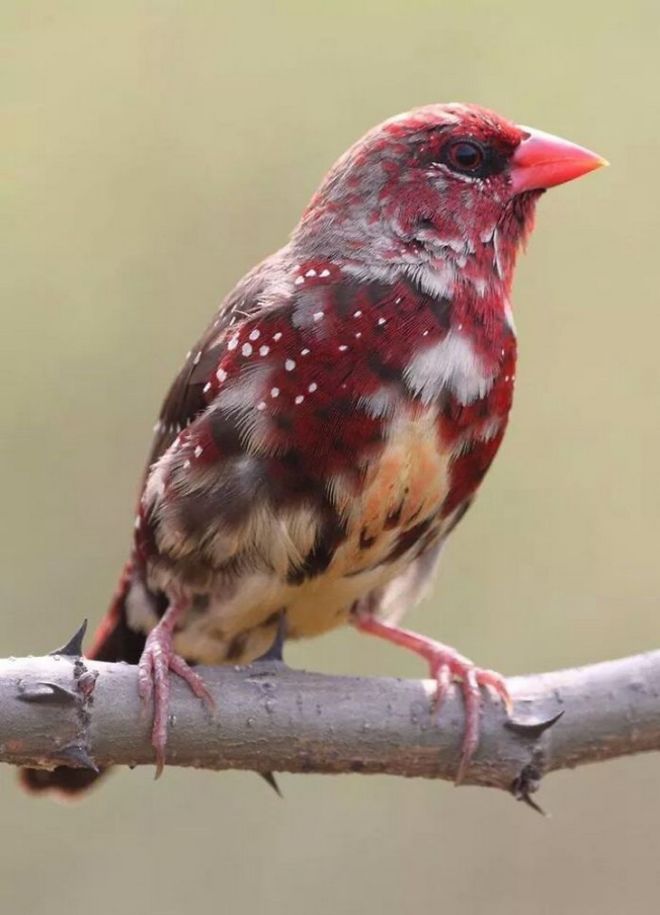 19 Most Beautiful Birds You've Never Seen Before