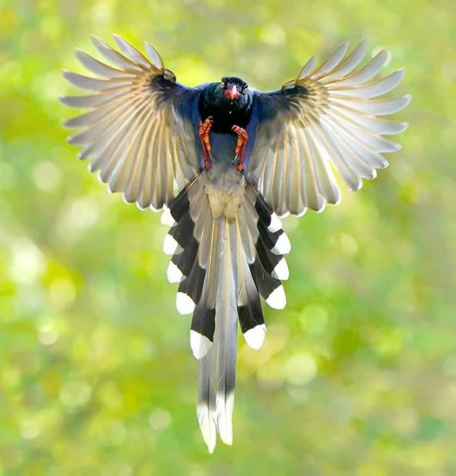 19 Most Beautiful Birds You've Never Seen Before