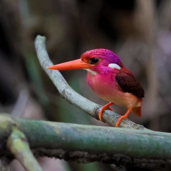 19 Most Beautiful Birds You've Never Seen Before