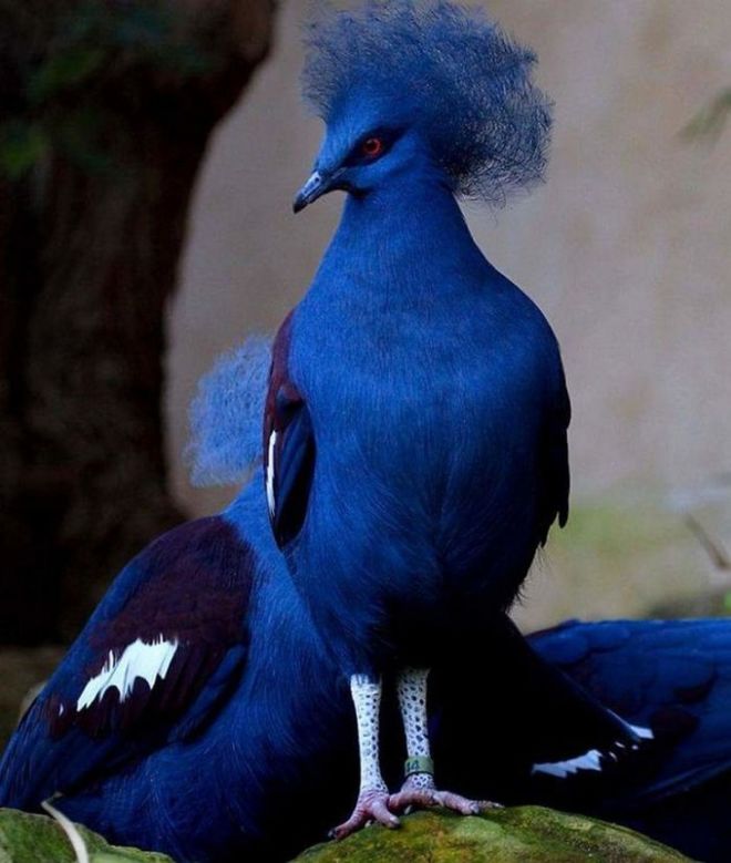 19 Most Beautiful Birds You've Never Seen Before