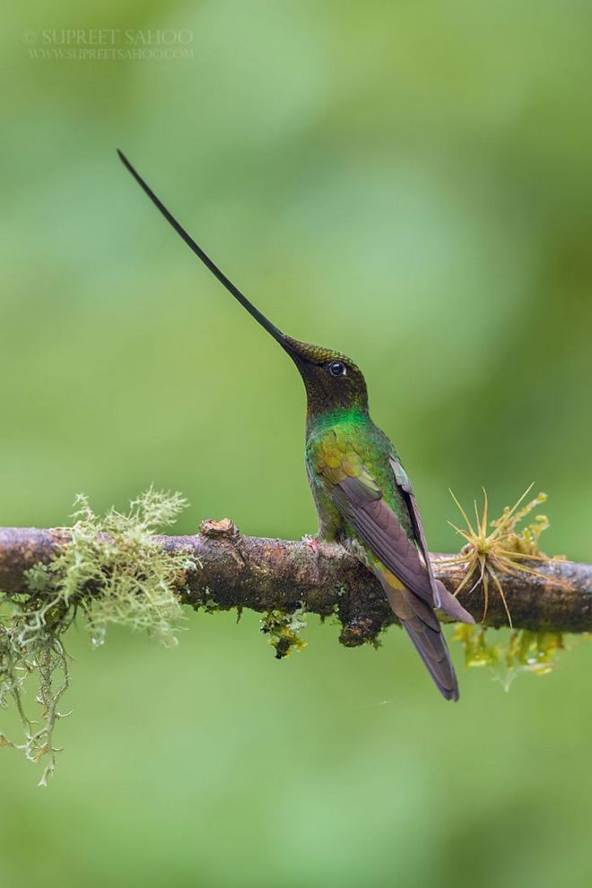 19 Most Beautiful Birds You've Never Seen Before