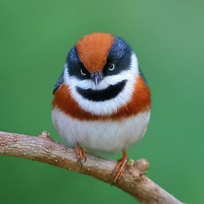 19 Most Beautiful Birds You've Never Seen Before