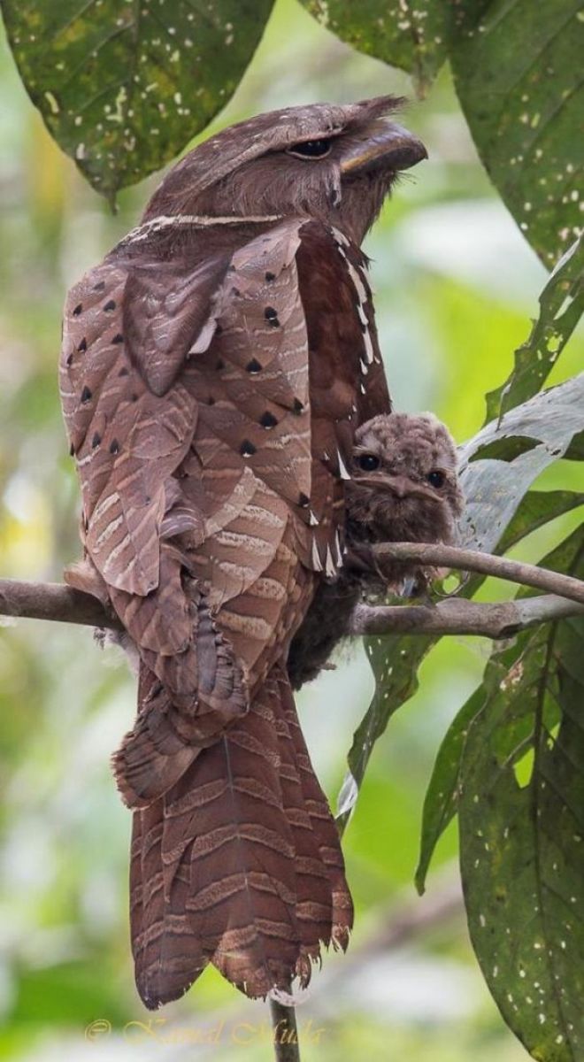 19 Most Beautiful Birds You've Never Seen Before