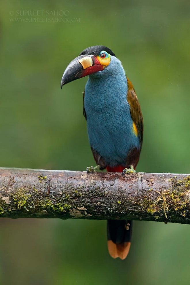 19 Most Beautiful Birds You've Never Seen Before