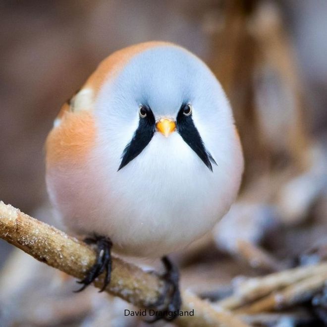 19 Most Beautiful Birds You've Never Seen Before
